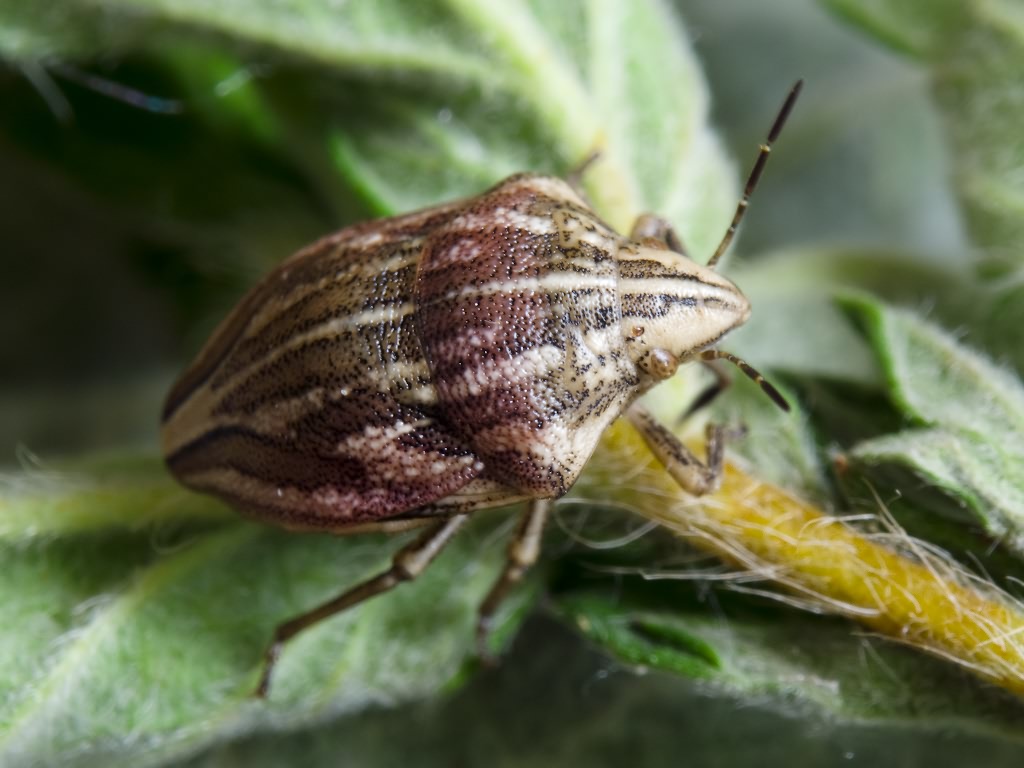 Odontotarsus purpureolineatus (Rossi, 1790)